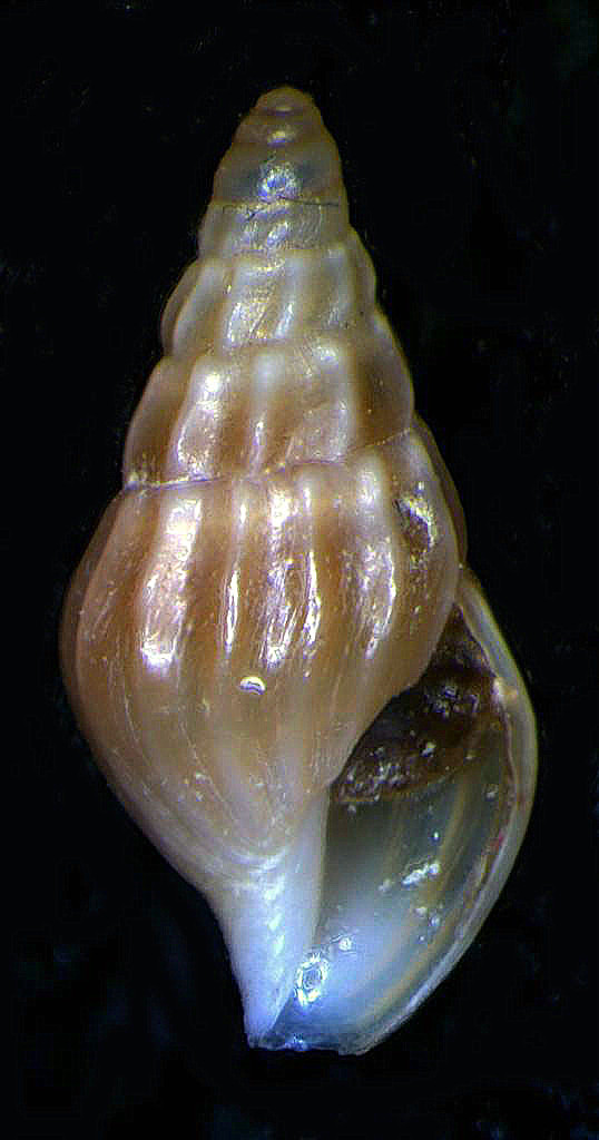 un aiutino? forse Columbellidae.